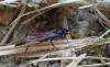 Cryptinae inconnu